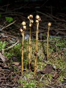 1339 (6-g) Gewöhnlicher Fichtenspargel